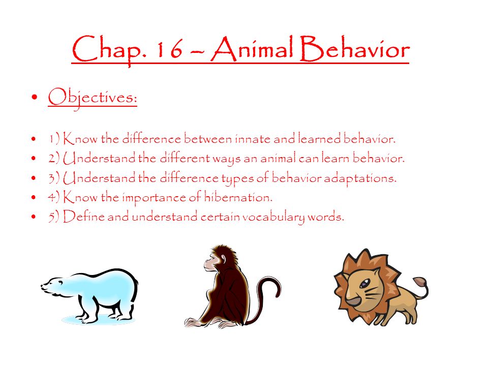 Chap. 16 – Animal Behavior Objectives: 1) Know the difference between  innate and learned behavior. 2) Understand the different ways an animal can  learn. - ppt download