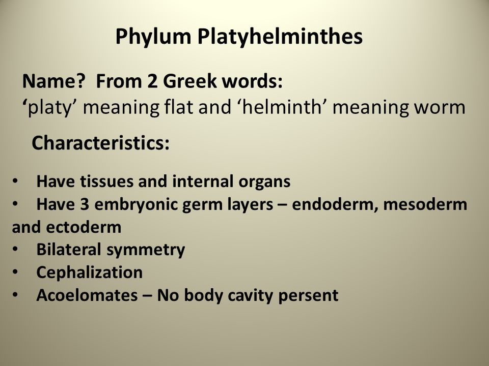 definiție phylum platyhelminthes