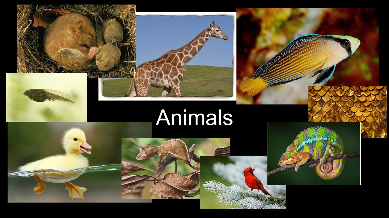 Animals. ience%3A+animals - ppt download