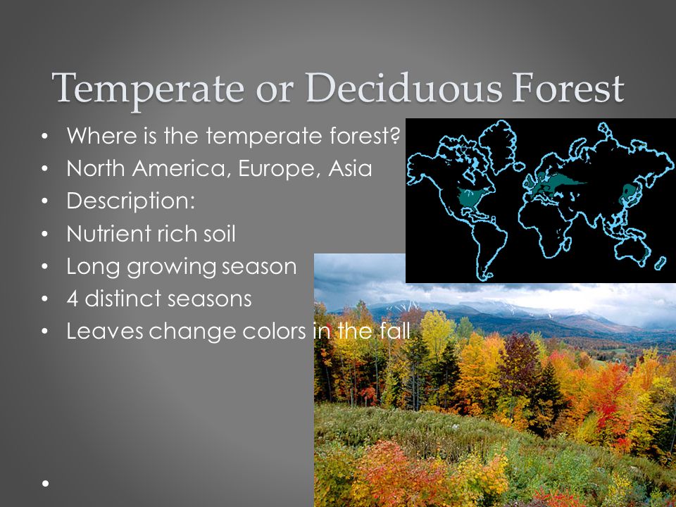 fama Dar a luz Ecología temperate deciduous forest ecosystem Cambiable
