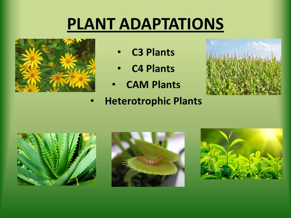 Cam Plants Examples cam-plants-examples