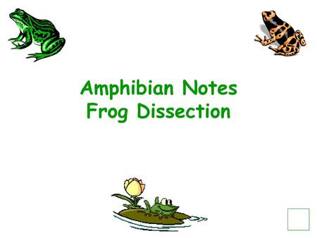 Amphibian Notes Frog Dissection
