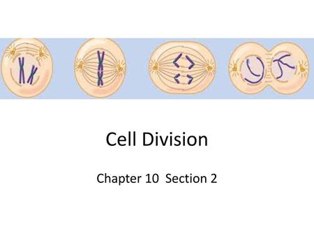 Cell Division Chapter 10 Section 2.