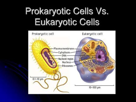 Prokaryotic Cells Vs. Eukaryotic Cells