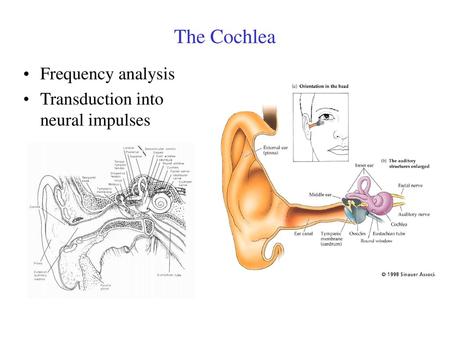 The Cochlea Frequency analysis Transduction into neural impulses.