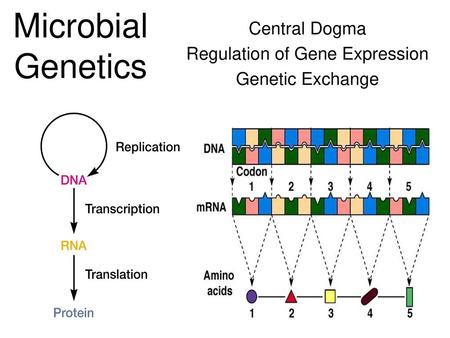 Central Dogma Regulation of Gene Expression Genetic Exchange