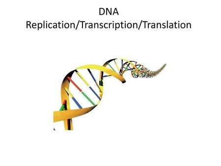 DNA Replication/Transcription/Translation