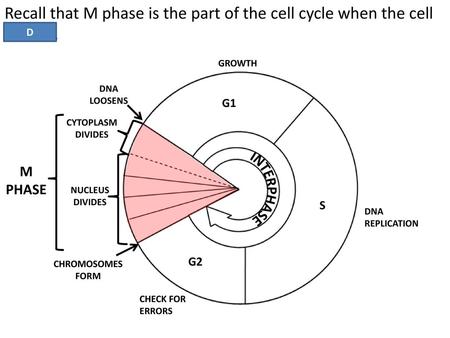 GROWTH DNA LOOSENS G1 CYTOPLASM DIVIDES INTERPHASE M PHASE
