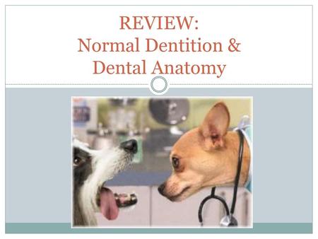 REVIEW: Normal Dentition & Dental Anatomy