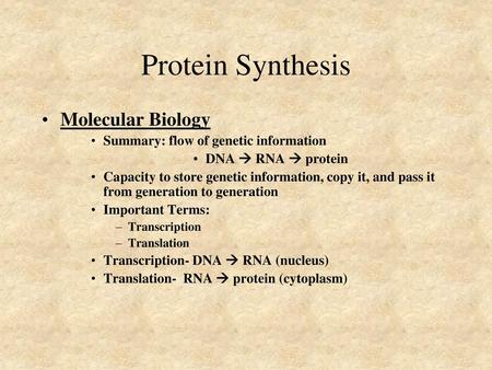 Protein Synthesis Molecular Biology