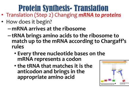 Protein Synthesis- Translation