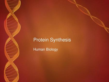 Protein Synthesis Human Biology.