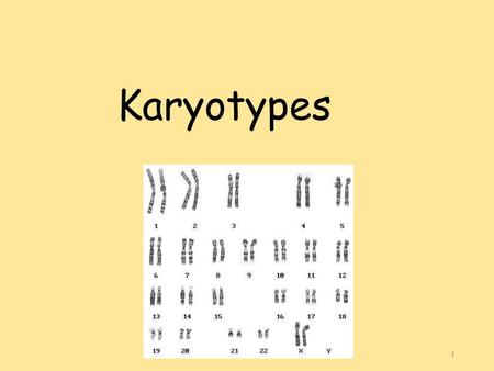Karyotypes.