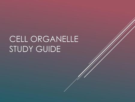 Cell Organelle Study Guide