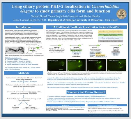 Using ciliary protein PKD-2 localization in Caenorhabditis elegans to study primary cilia form and function Samuel Grund, Tairen Przybelski-Lisowski, and.