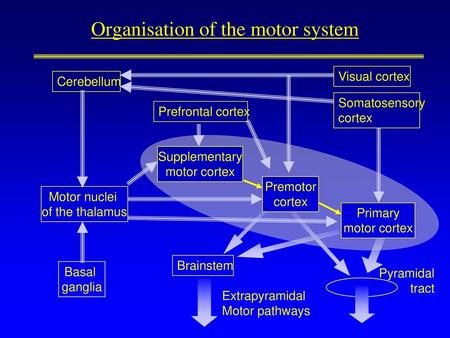 Organisation of the motor system