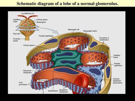 Schematic diagram of a lobe of a normal glomerulus.