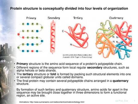 Protein structure is conceptually divided into four levels of organization Primary structure is the amino acid sequence of a protein's polypeptide chain.