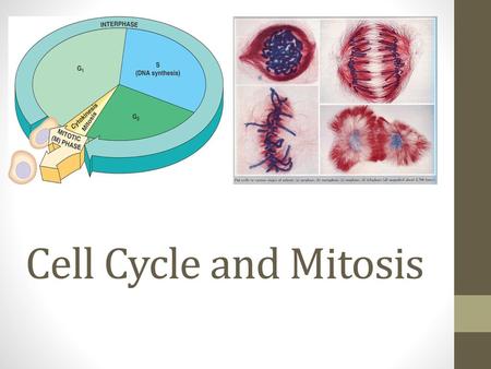 Cell Cycle and Mitosis.