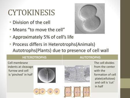 CYTOKINESIS Division of the cell Means “to move the cell”