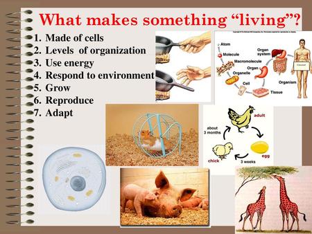 What makes something “living”?