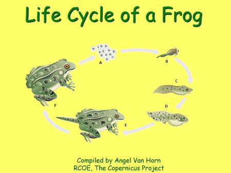 Life Cycle of a Frog Compiled by Angel Van Horn