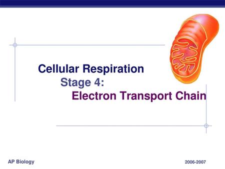 Cellular Respiration Stage 4: Electron Transport Chain