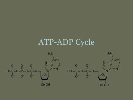 ATP-ADP Cycle.