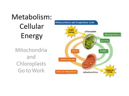 Metabolism: Cellular Energy