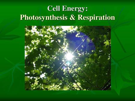 Cell Energy: Photosynthesis & Respiration