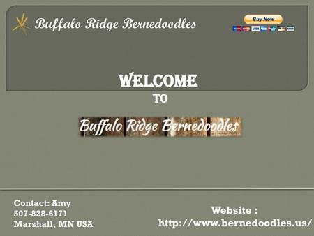 WeLcome Buffalo Ridge Bernedoodles To Website :