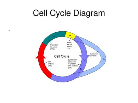 Cell Cycle Diagram ..