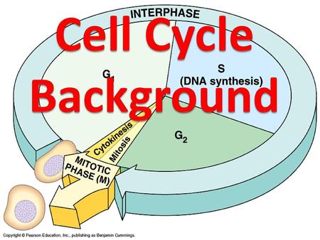 Cell Cycle Background.