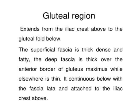 Gluteal region Extends from the iliac crest above to the gluteal fold below. The superficial fascia is thick dense and fatty, the deep fascia is thick.