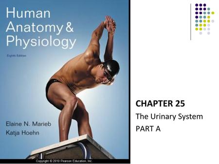 CHAPTER 25 The Urinary System PART A.