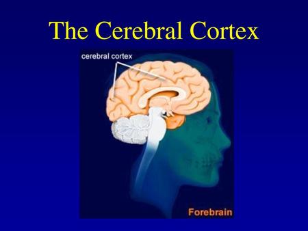 The Cerebral Cortex.