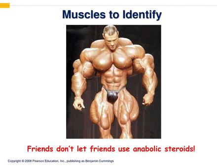 Muscles to Identify Friends don’t let friends use anabolic steroids!