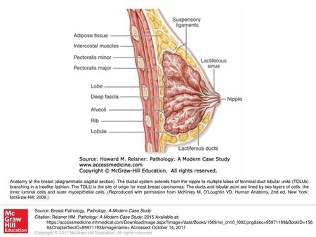 Anatomy of the breast (diagrammatic sagittal section)