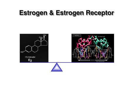 Estrogen & Estrogen Receptor