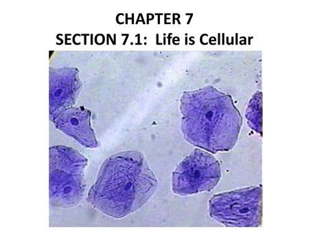 CHAPTER 7 SECTION 7.1: Life is Cellular