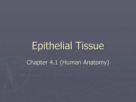 Chapter 4.1 (Human Anatomy)