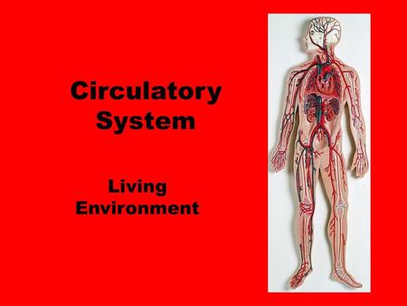 Circulatory System Living Environment.
