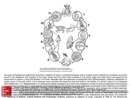 Life cycle of Paragonimus westermani (lung fluke)