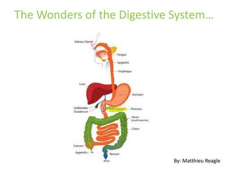 The Wonders of the Digestive System…