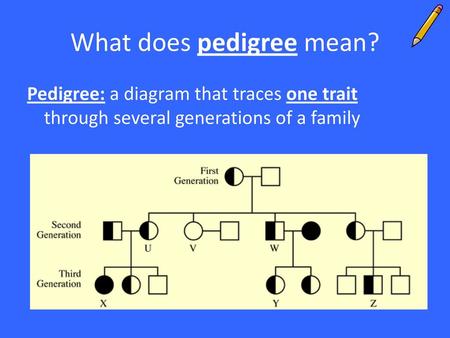 What does pedigree mean?