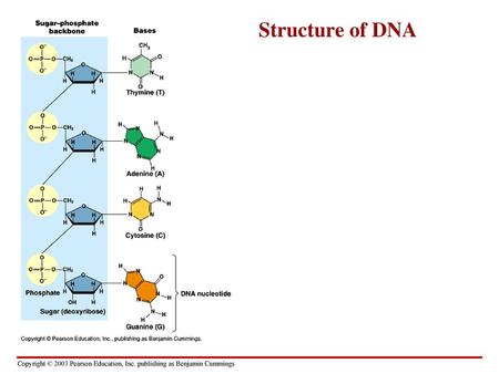 Structure of DNA.