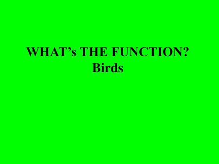 WHAT’s THE FUNCTION? Birds