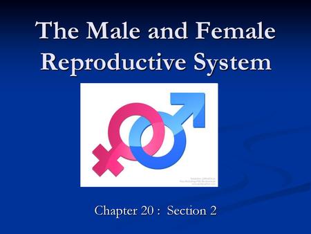 The Male and Female Reproductive System