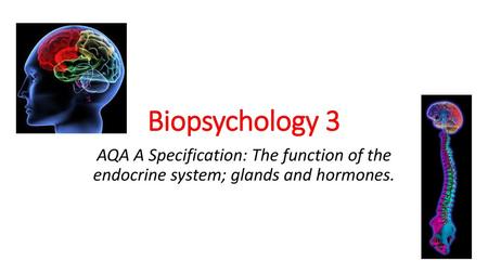 Biopsychology 3 AQA A Specification: The function of the endocrine system; glands and hormones.