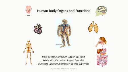 Human Body Organs and Functions